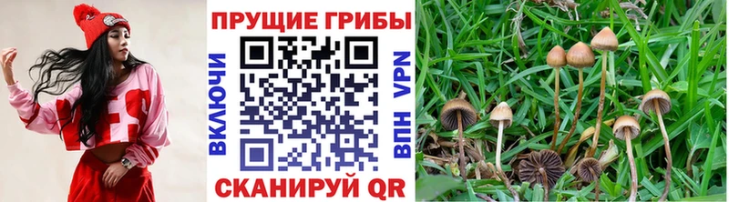Купить закладки  Гусь-Хрустальный  Галлюциногенные грибы MAGIC MUSHROOMS 